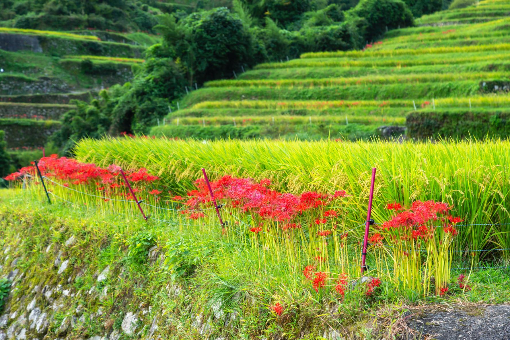 Tsuzura Terrace Fields　