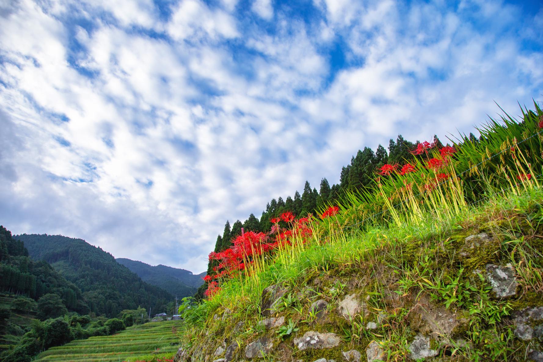 葛隆梯田-1