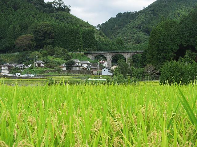 Spectacles Bridges-3