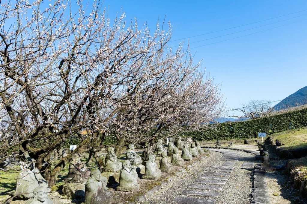 屋部地蔵公園の梅-1