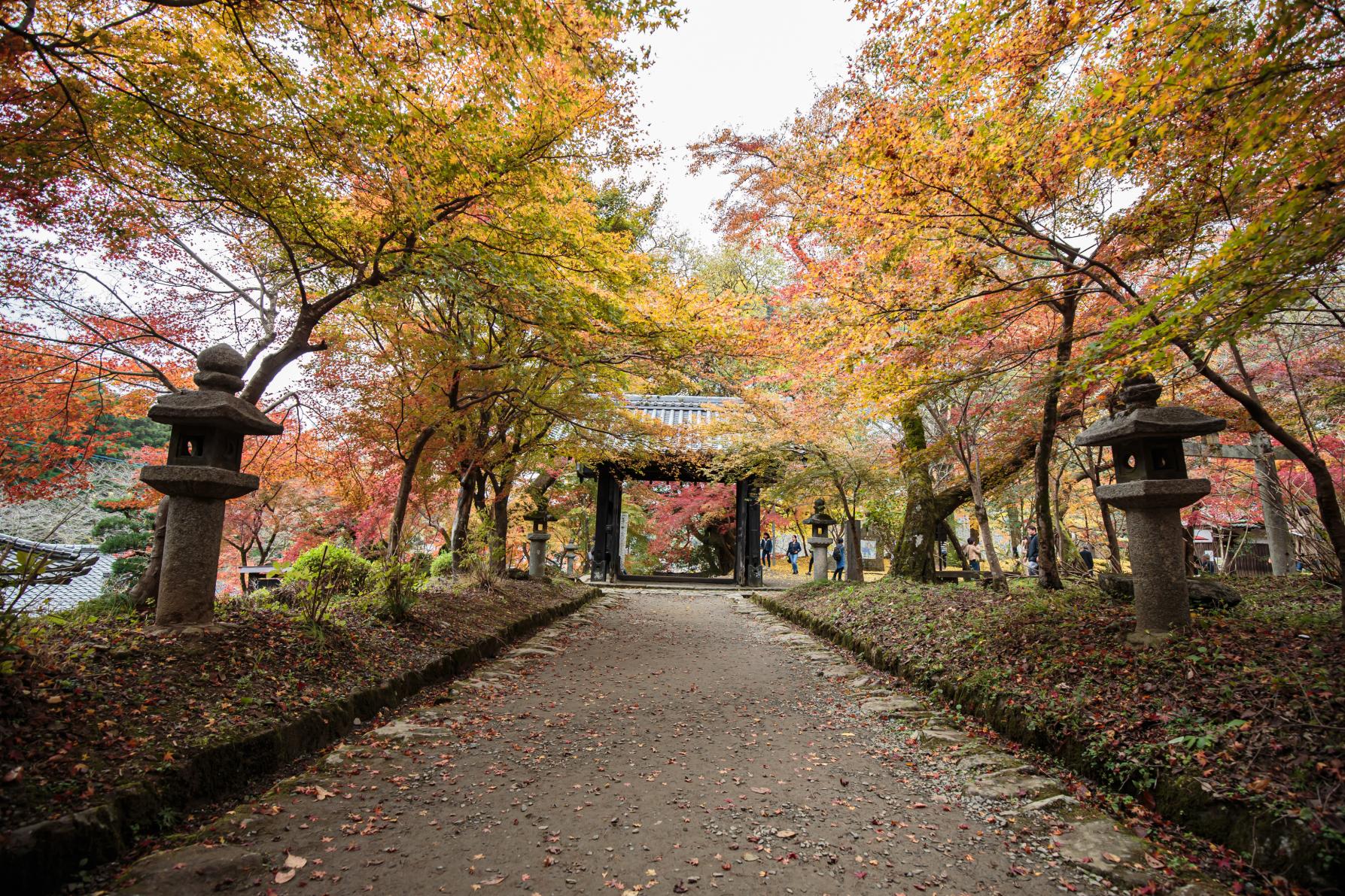 秋月城跡-1