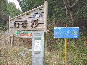 Gyoja cedar in Koishiwara-2