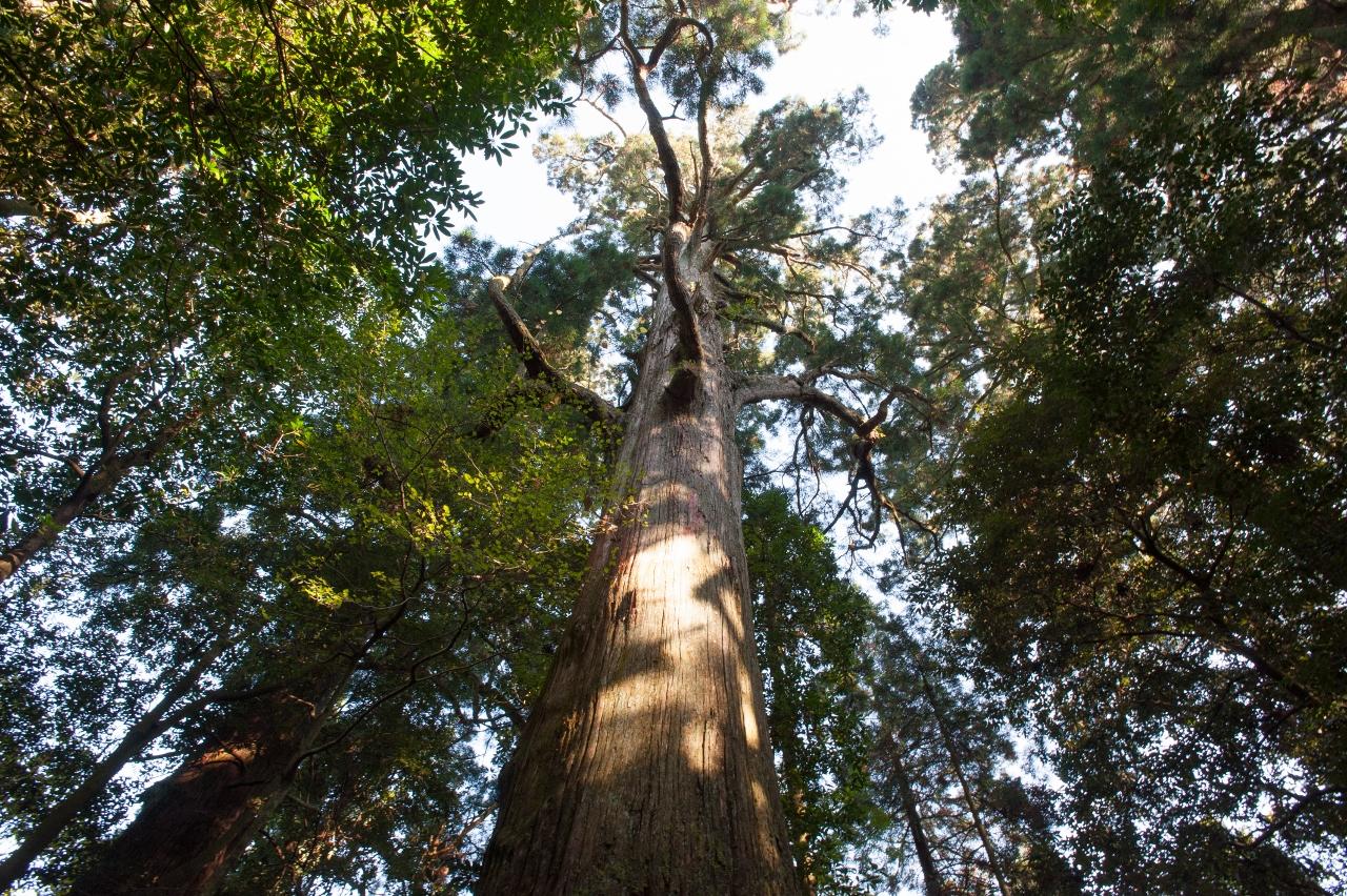 Gyoja cedar in Koishiwara