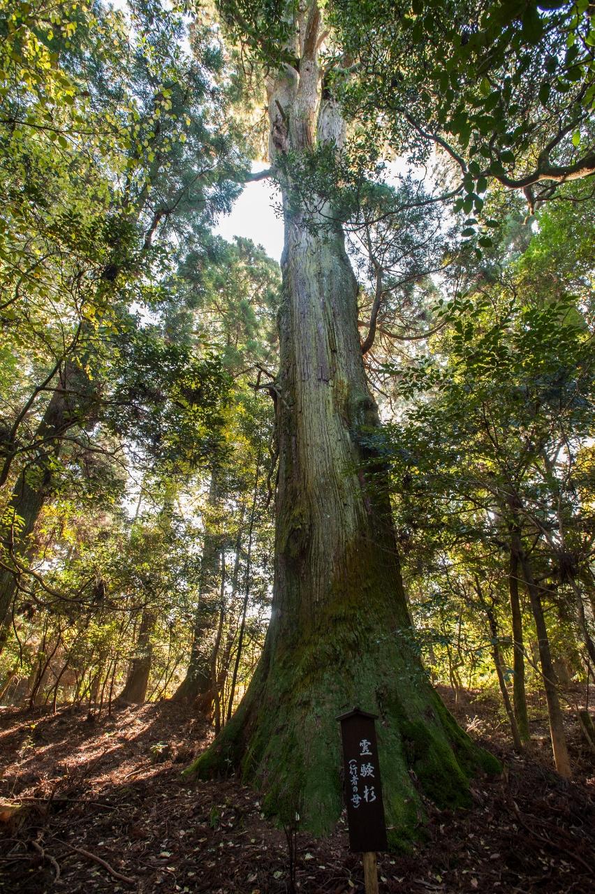 Gyoja cedar in Koishiwara-1