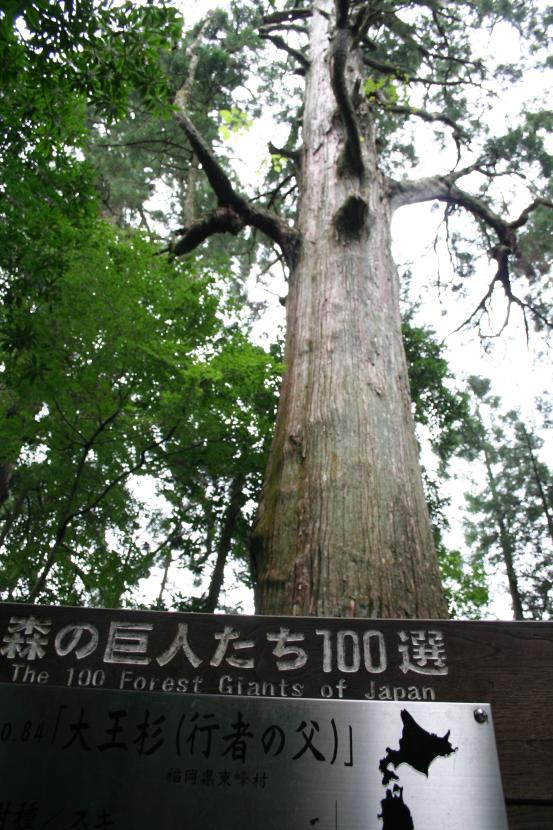 Gyoja cedar in Koishiwara-3