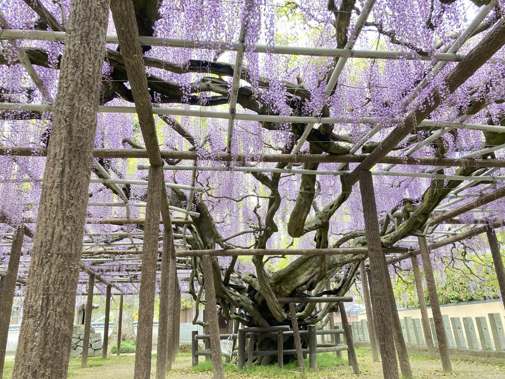 【上高場大神宮】藤の里公園-3