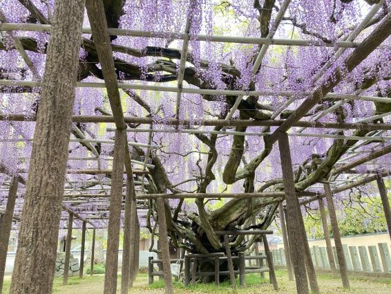 【上高場大神宮】藤の里公園-3
