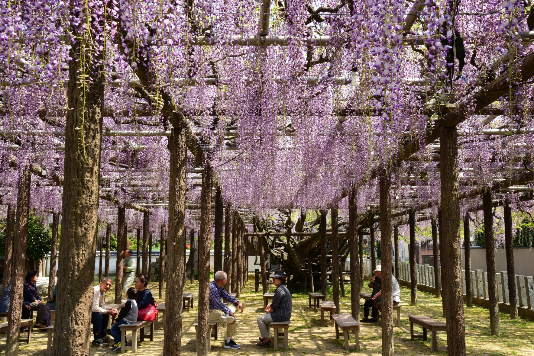 【上高場大神宮】藤の里公園-4