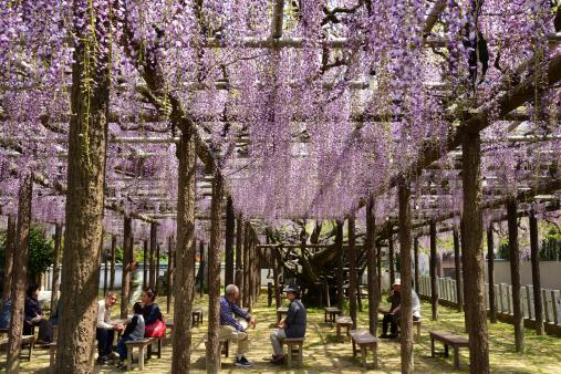 【上高場大神宮】藤の里公園-4