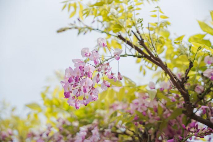 【上高場大神宮】藤の里公園-6