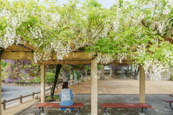 【上高場大神宮】藤の里公園-7