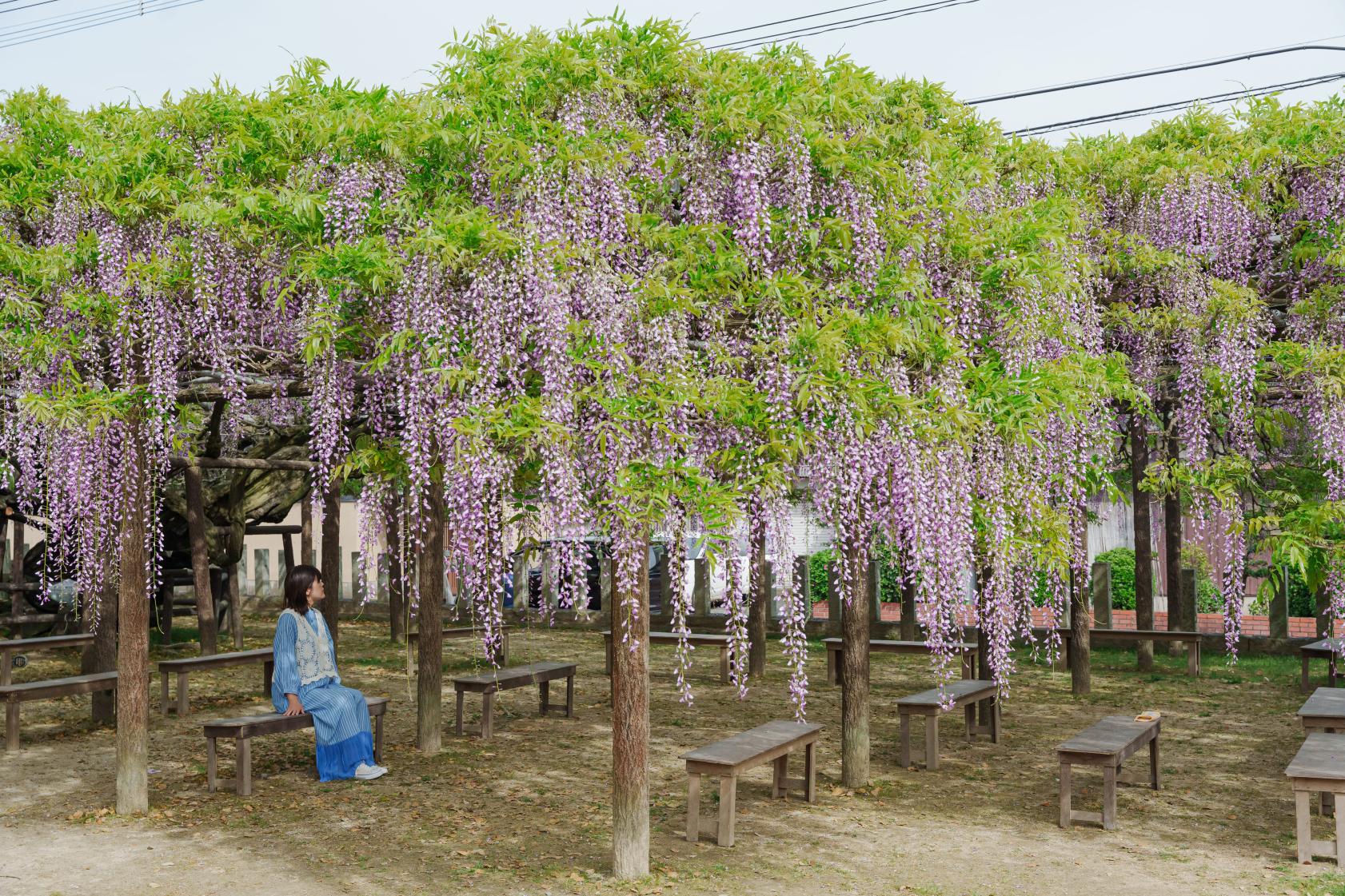 【上高場大神宮】藤の里公園-8