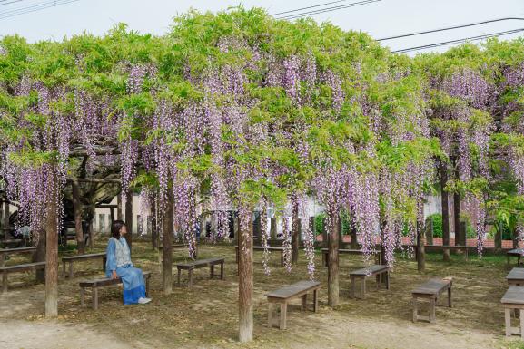 【上高場大神宮】藤の里公園-8