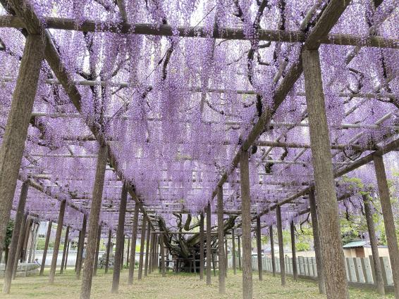 【上高場大神宮】藤の里公園-2