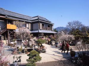 Ozashiki Plum Grove Seikien-2