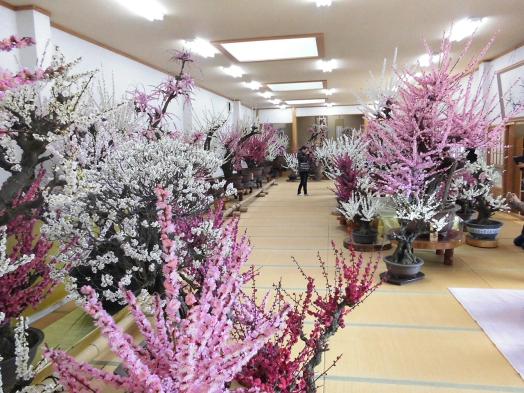 Ozashiki Bonsai Plum Blossom Garden-1