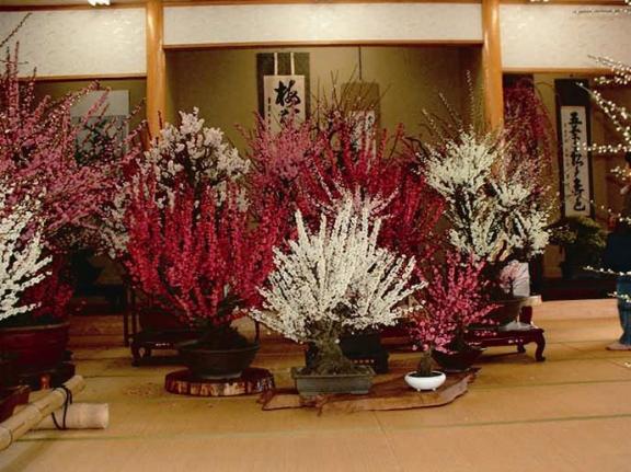 Ozashiki Bonsai Plum Blossom Garden-0