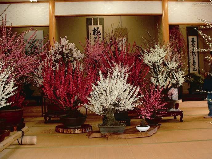 Ozashiki Bonsai Plum Blossom Garden