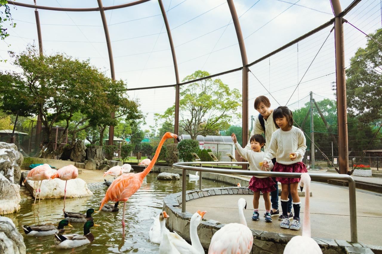 Kurume Bird Center-1