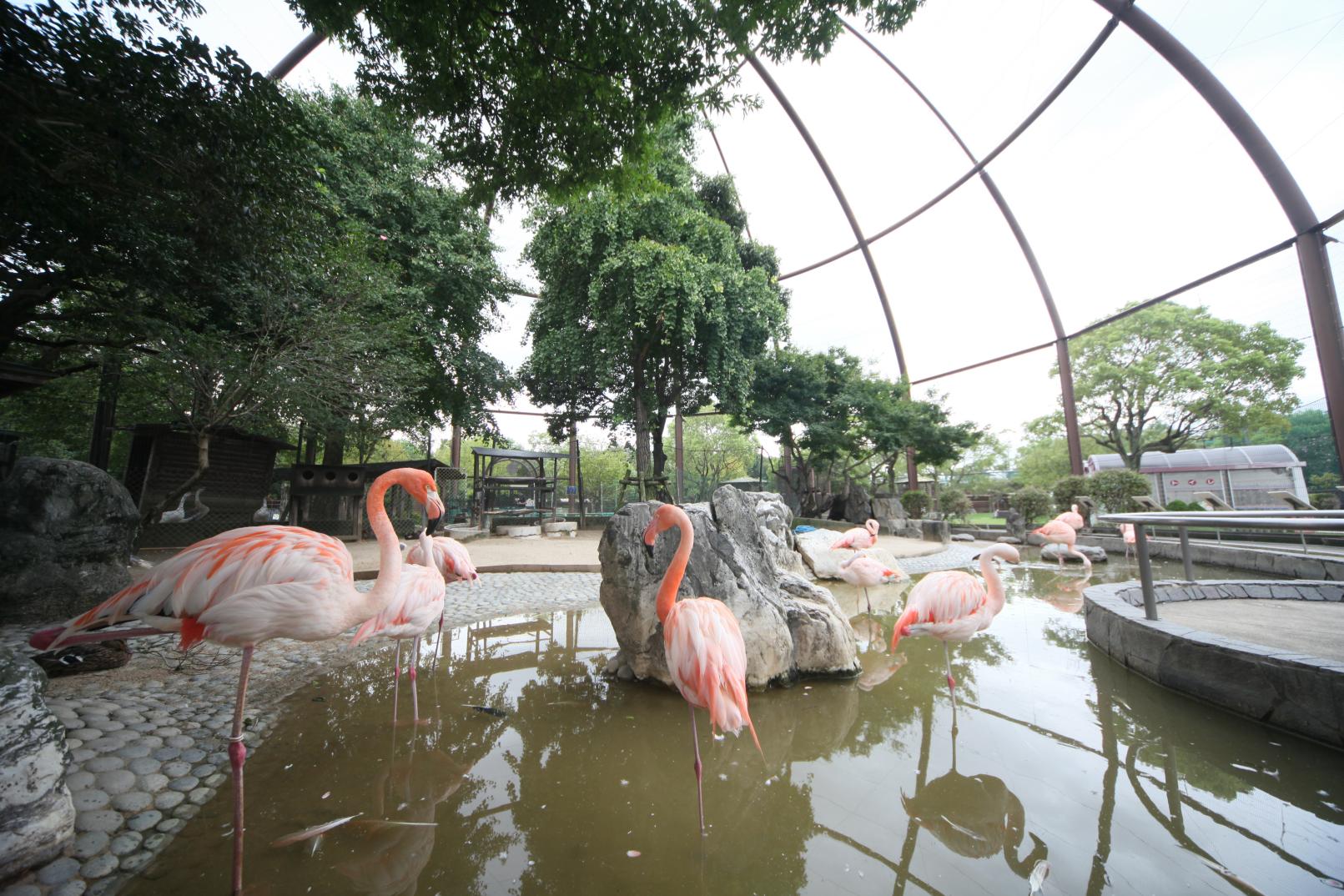 Kurume Bird Center-1