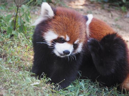 大牟田市動物園-6