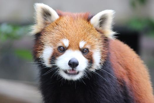 大牟田市動物園-0