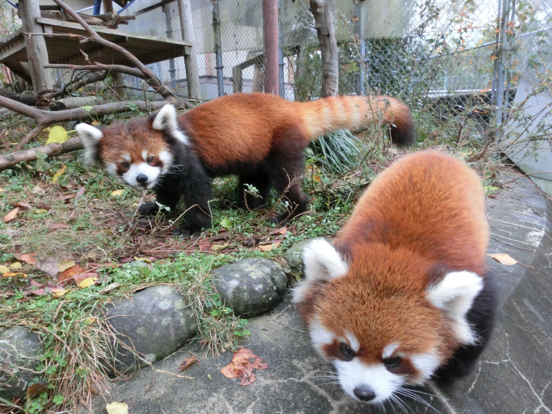 大牟田市動物園-1