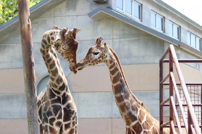 大牟田市動物園-2