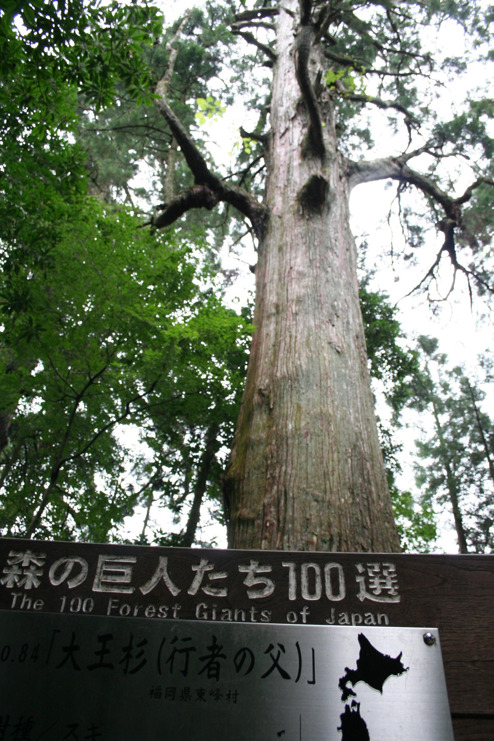 大王杉（行者杉の父）