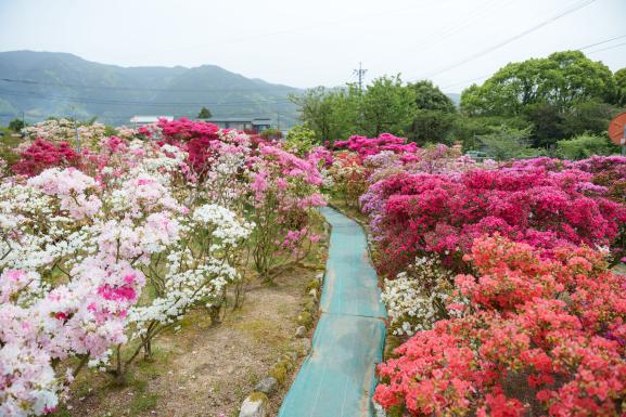 久留米市世界つつじセンター-3