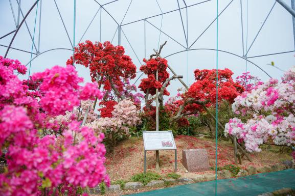 久留米市世界つつじセンター-1
