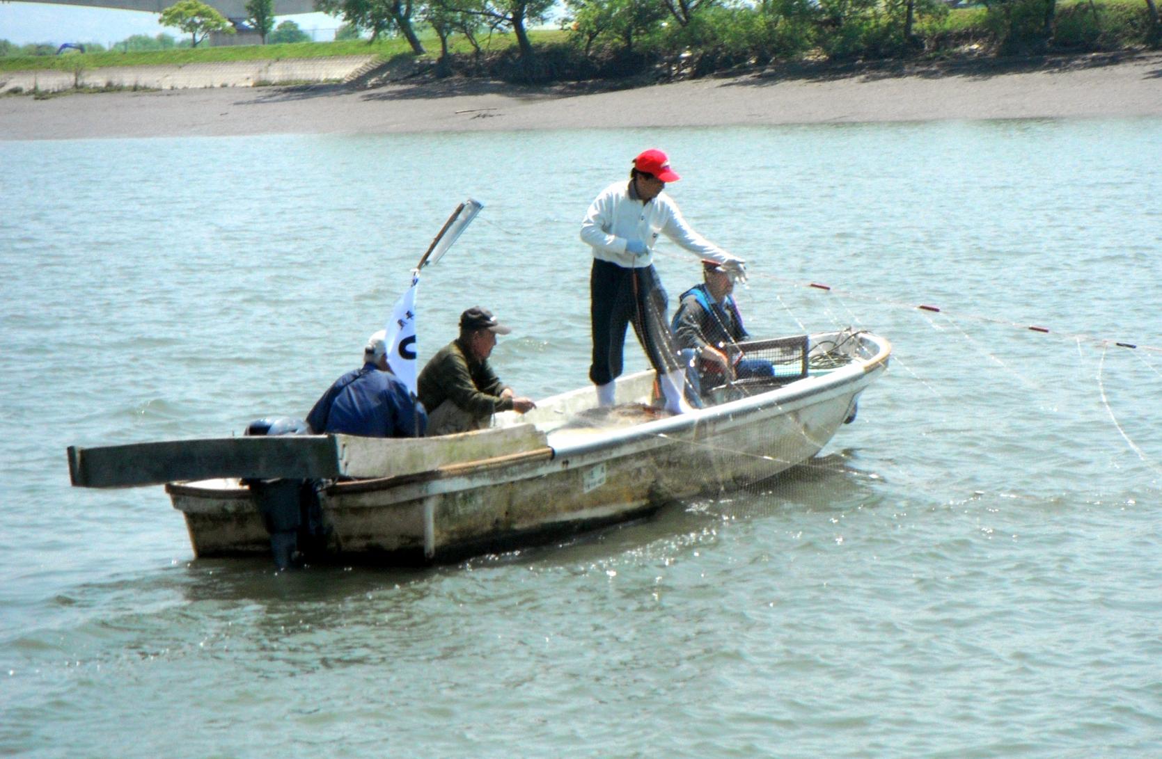 Japanese Grenadier Anchovy Fishing