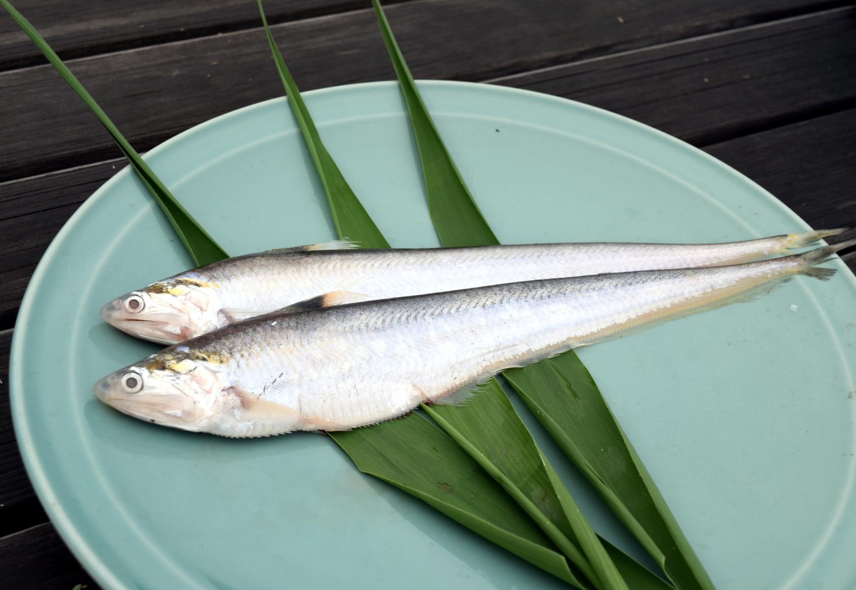 捕鳳尾魚-2