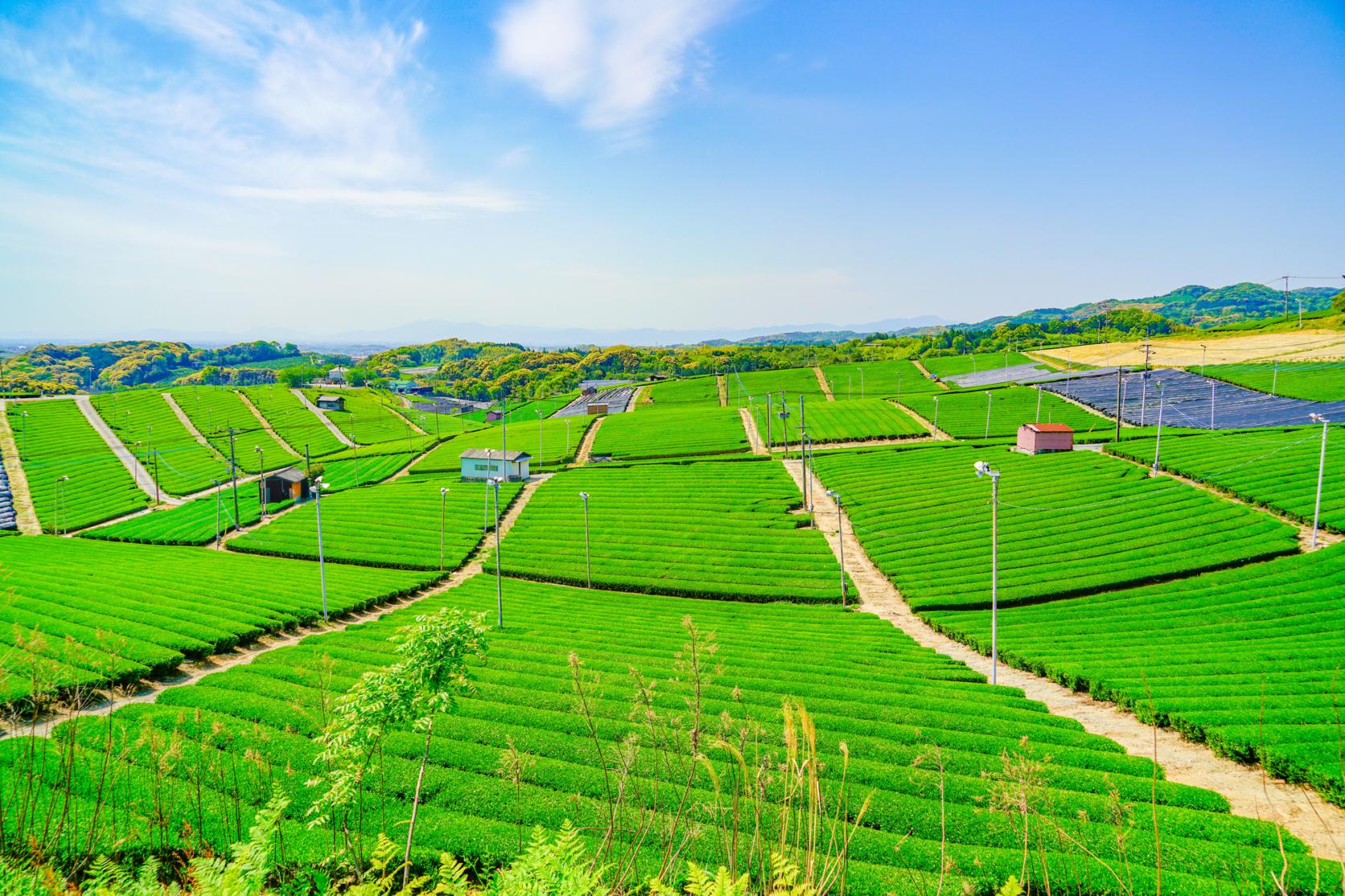 八女中央大茶園（パイロット大茶園）-6