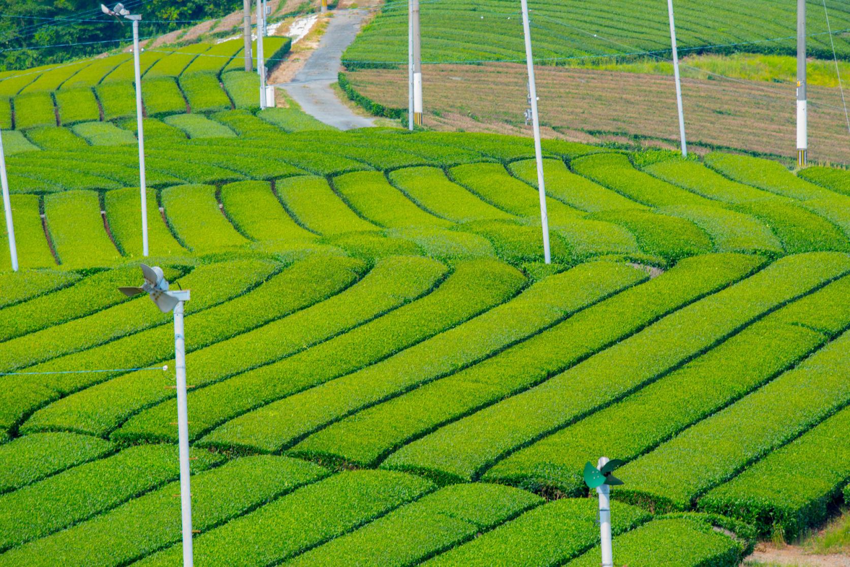 八女中央大茶園（パイロット大茶園）-2