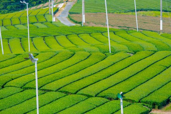 Yame Central Grand Tea Garden (pilot grand tea garden)-2