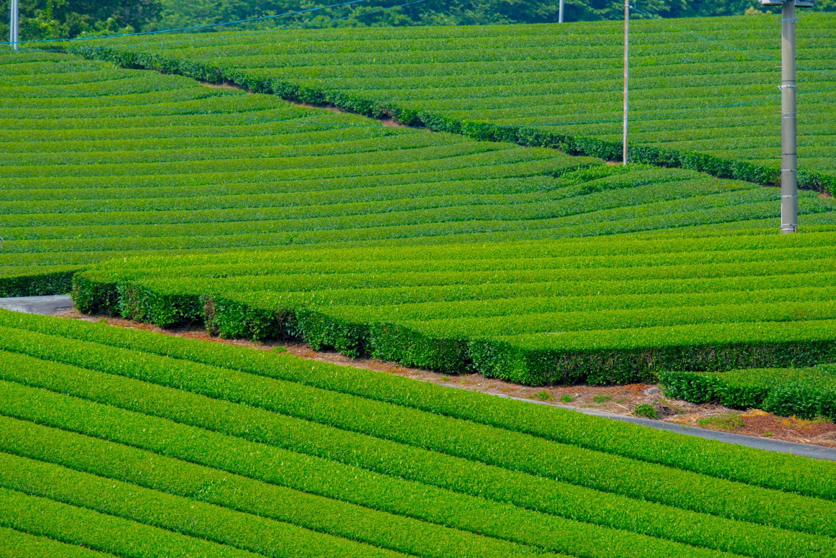 八女中央大茶園（パイロット大茶園）-5