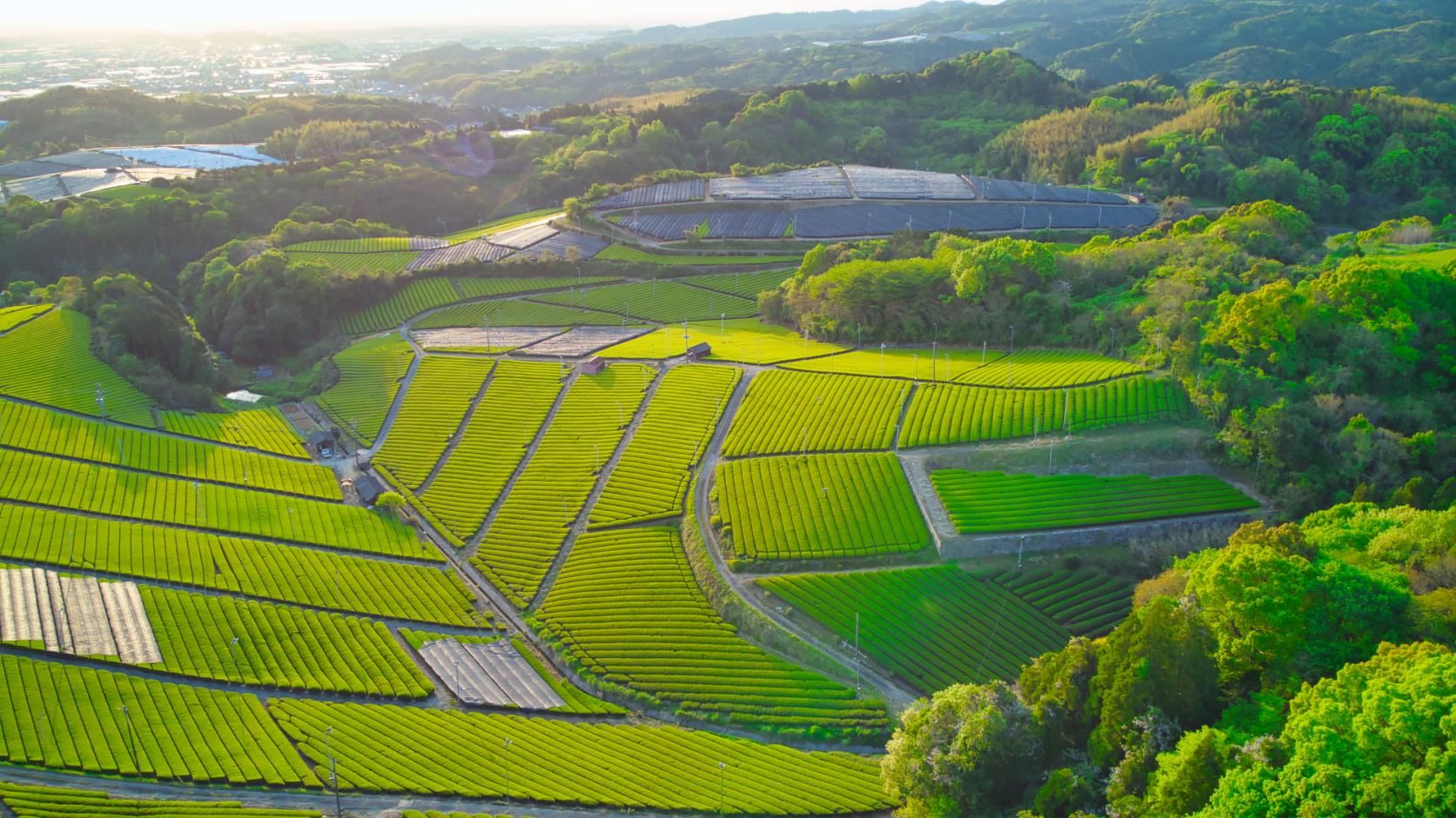 Yame Central Grand Tea Garden (pilot grand tea garden)-8