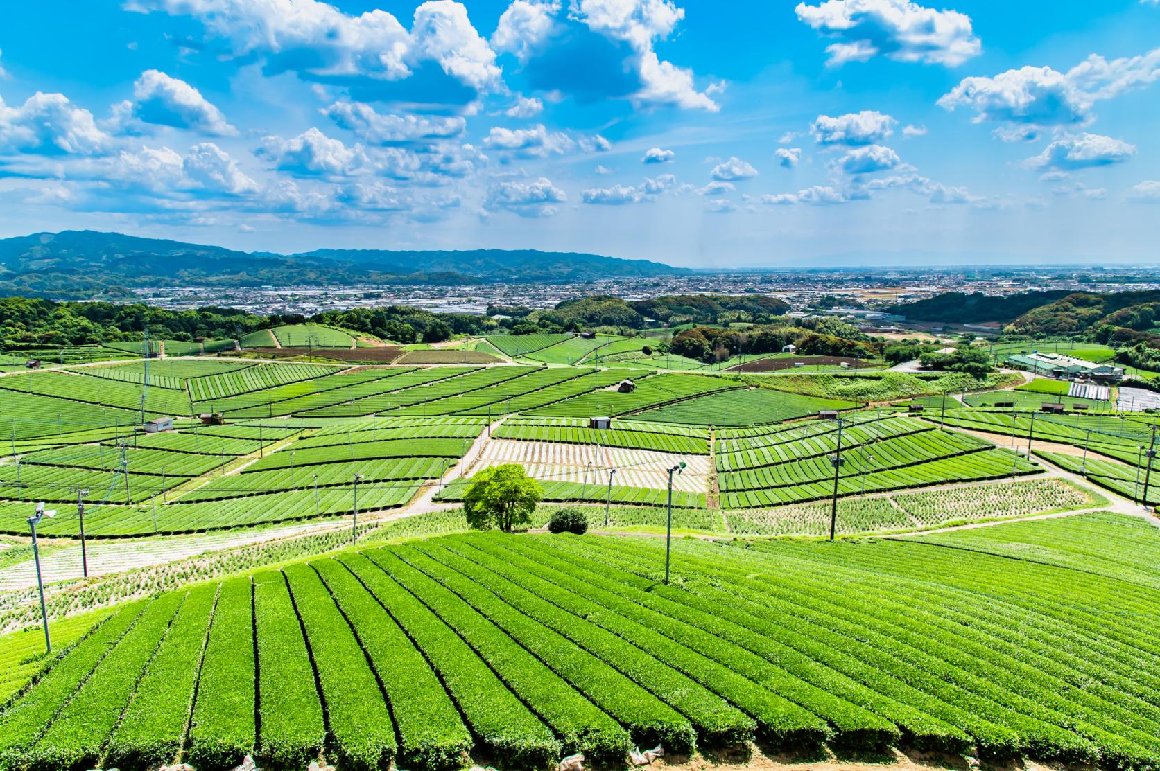 八女中央大茶園(飛行員大茶園)