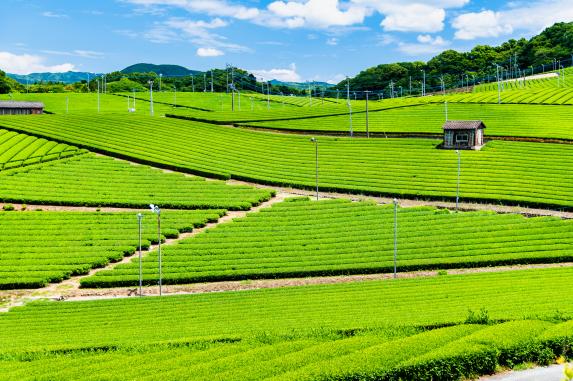 八女中央大茶園(飛行員大茶園)-3