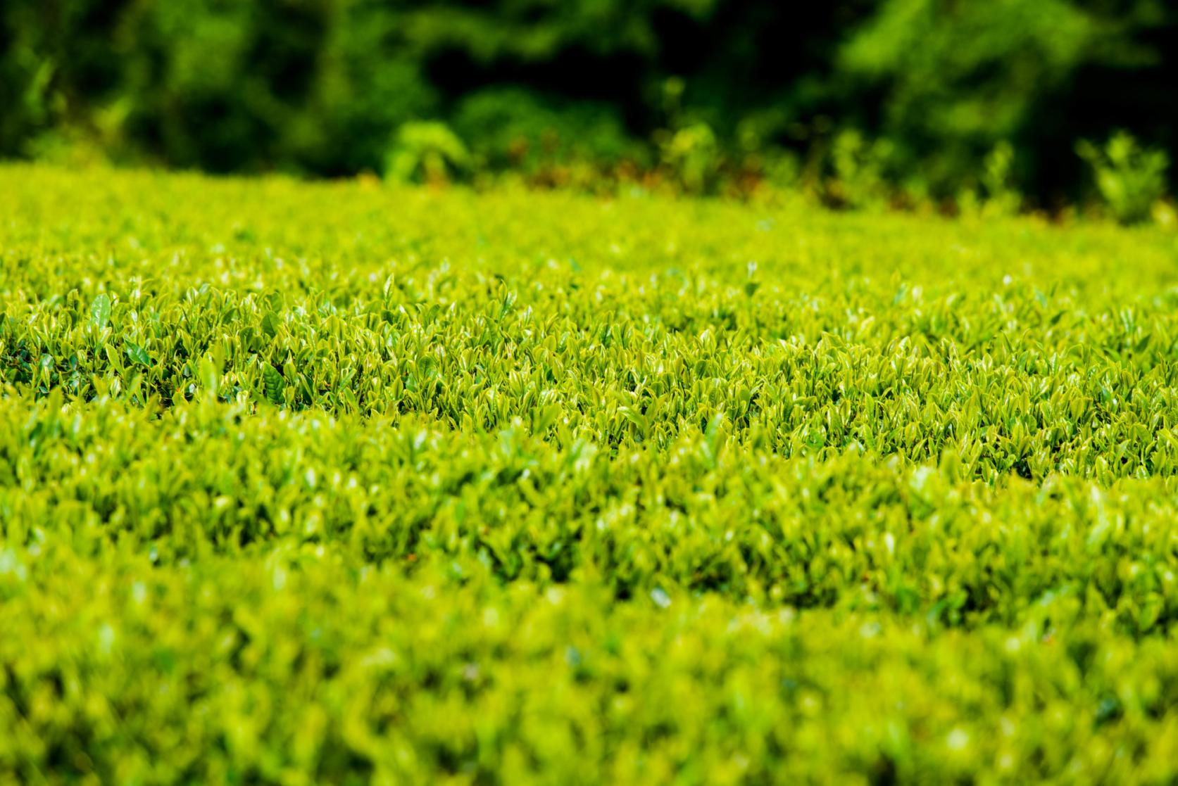 Yame Central Grand Tea Garden (pilot grand tea garden)-7