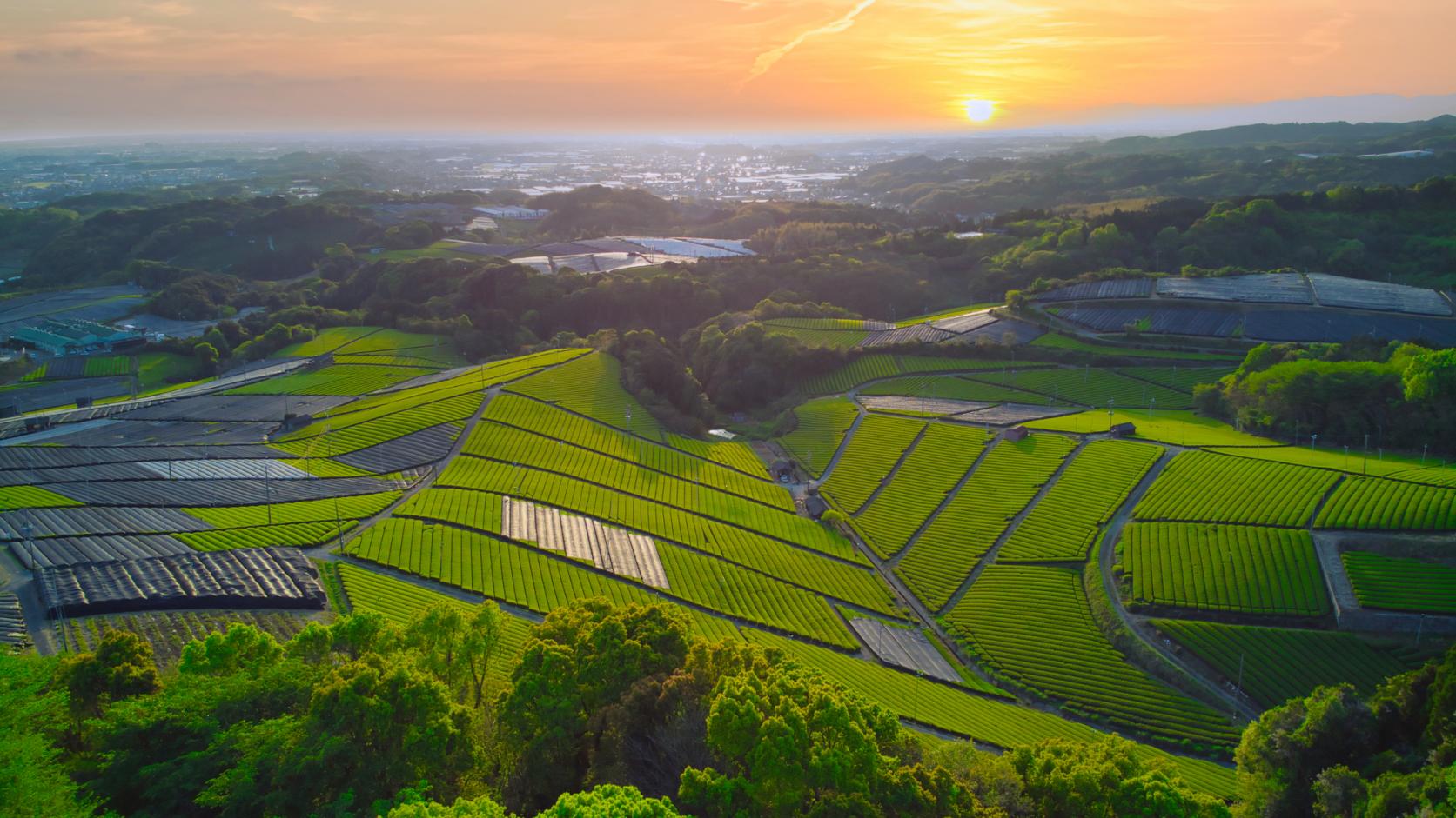 Yame Central Grand Tea Garden (pilot grand tea garden)-1