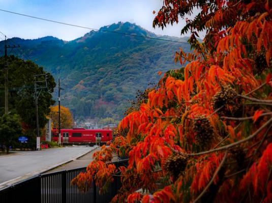 柳坂曽根のハゼ並木の紅葉-3