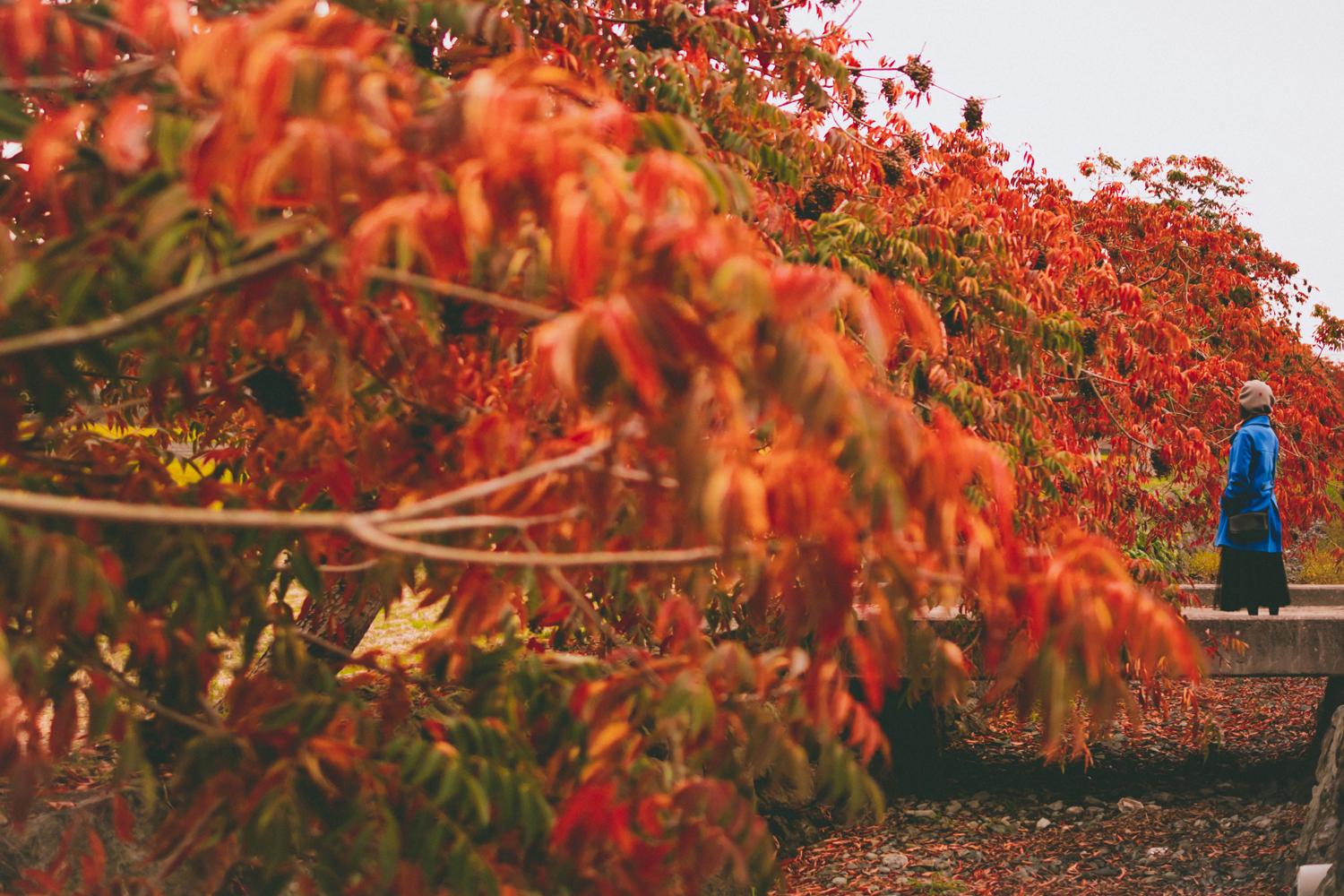 柳坂曽根の櫨並木の紅葉