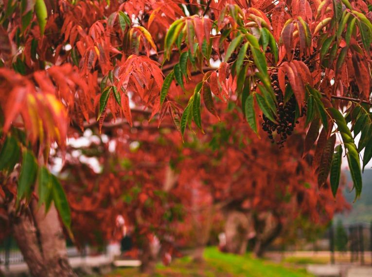 柳坂曽根のハゼ並木の紅葉-1