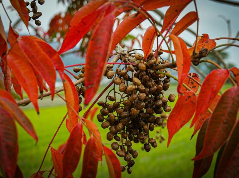 柳坂曽根のハゼ並木の紅葉-4