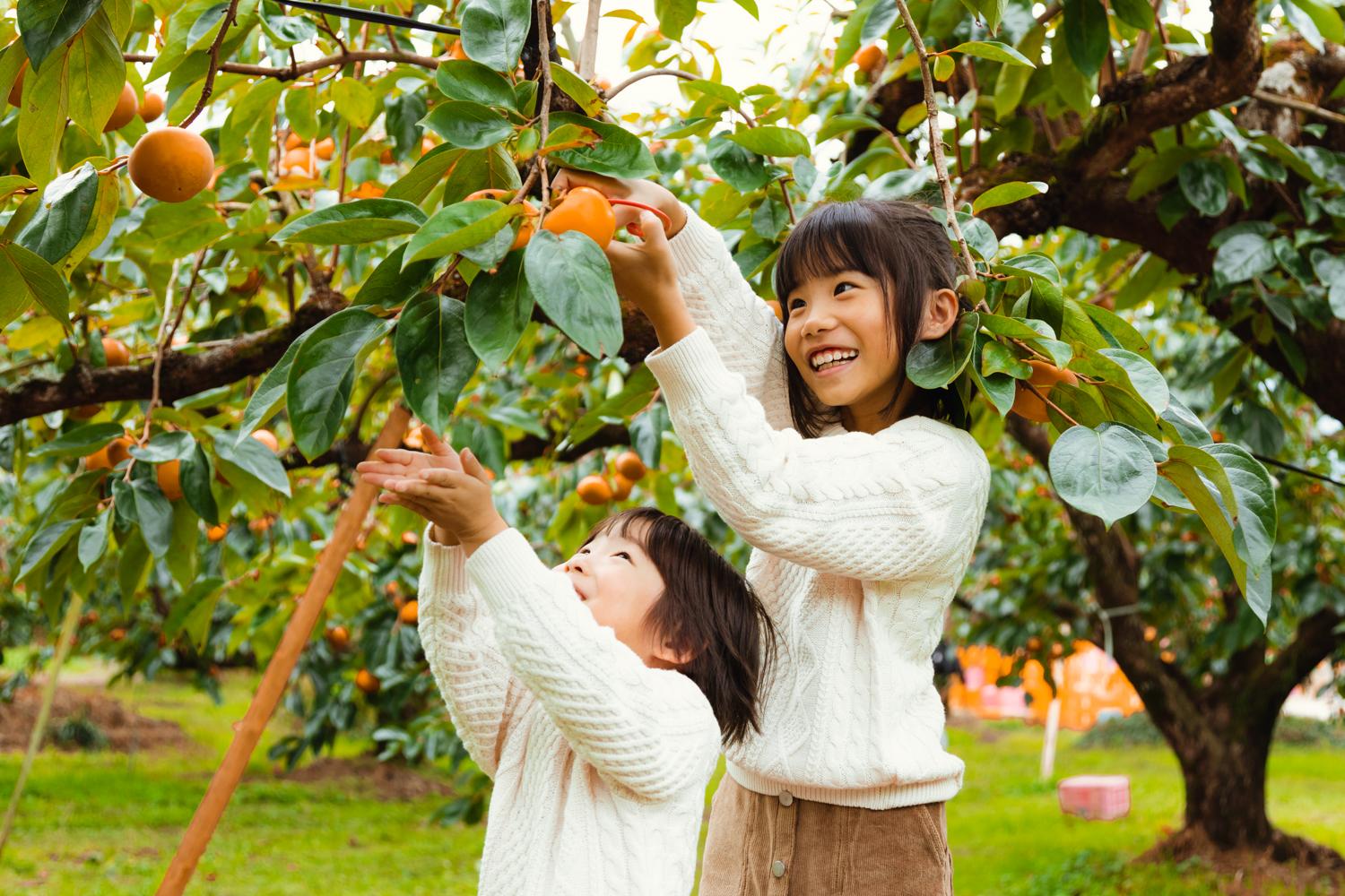 田主丸町採柿子