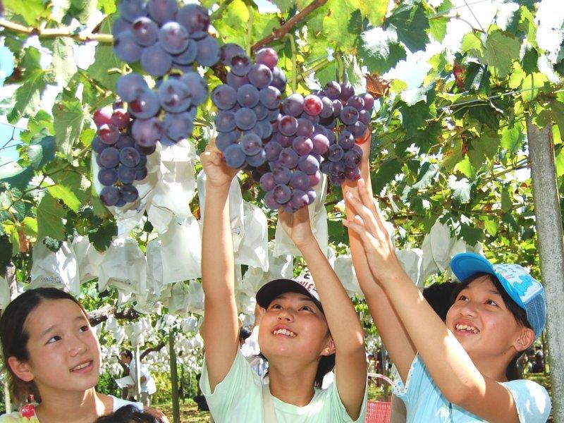 Kyoho Grape Picking in Ukiha Town