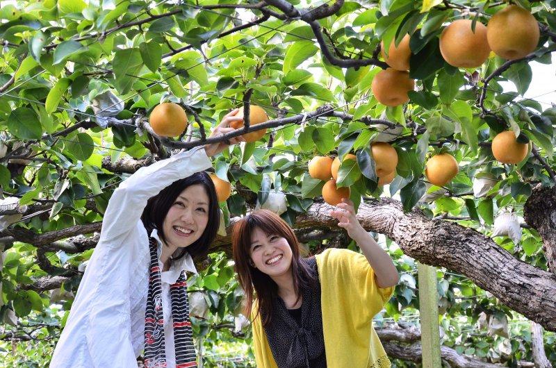 Ukiha Town Tourism - Pear Picking