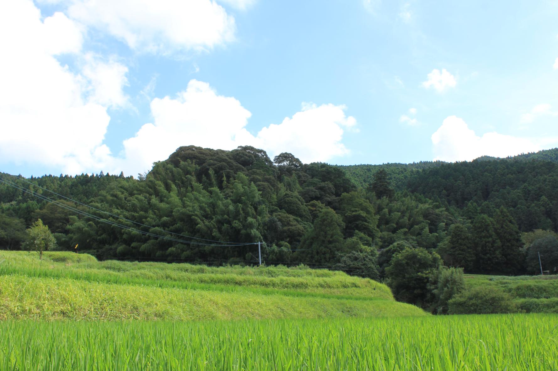 白川の棚田